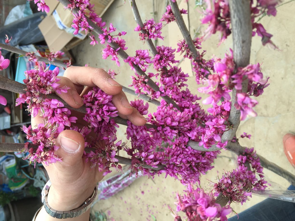庭院绿化苗木 满条红紫荆树苗 紫荆花树苗 庭院绿化苗地被植物