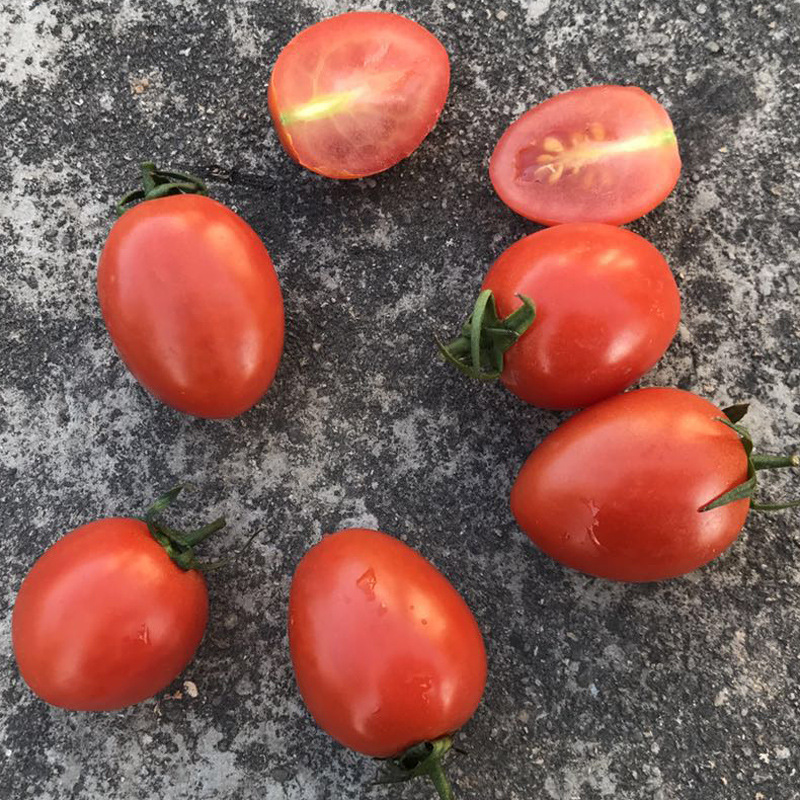 福建漳州樱桃小番茄圣女果 玉女新鲜水果酸甜5斤批发非海南千禧