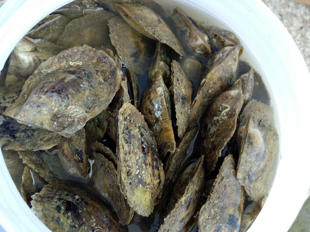 马氏贝海水贝马氏珍珠贝壳 诸暨山下湖厂家直销