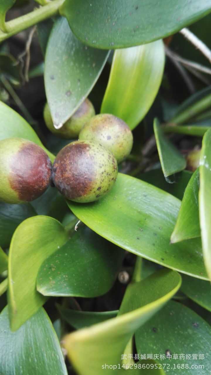 福建8年以上 圆叶竹柏 罗汉柴 铁甲树 大果竹柏 平安树