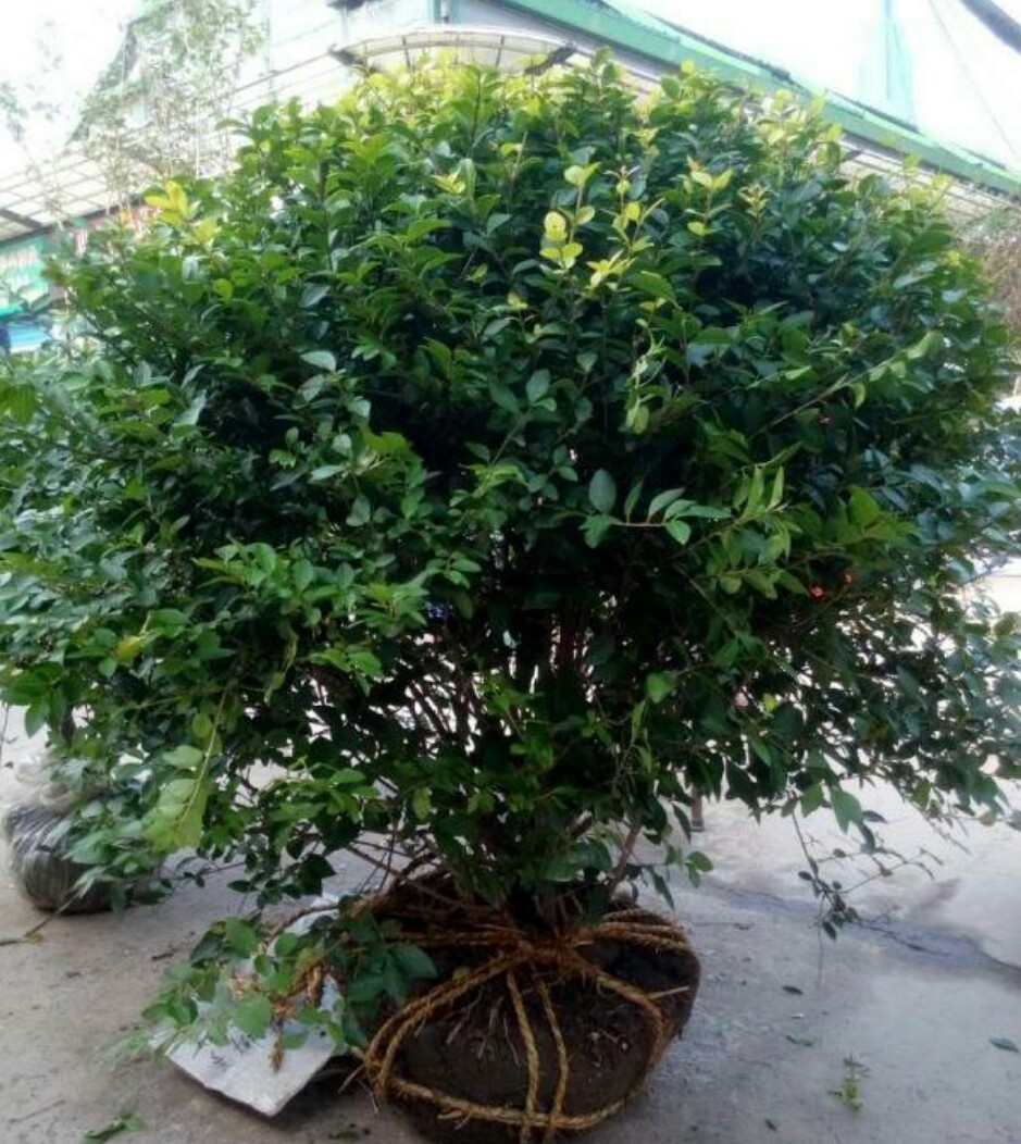 欧洲荚蒾 地中海荚蒾 萧山 基地 直销 绿化工程 大量 批发