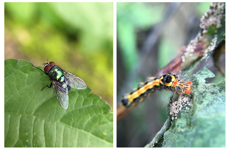 通用手机高清微距镜头多肉植物昆虫珠宝专业拍照外置摄像头8125