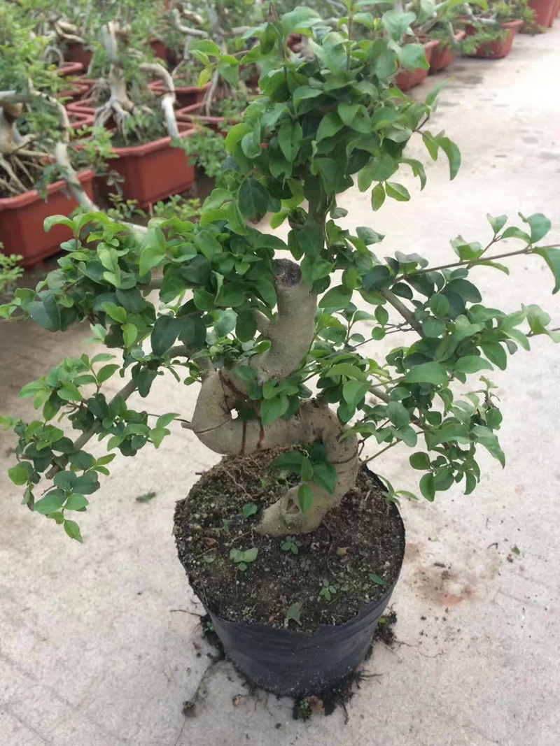 【基地直供】室外观赏 趣味绿植 造型盆景 袋苗 6寸造s型女贞