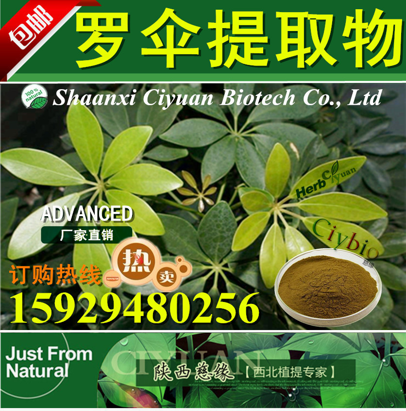 慈缘生物:罗伞提取物 10:1 鸭脚罗伞提取物
