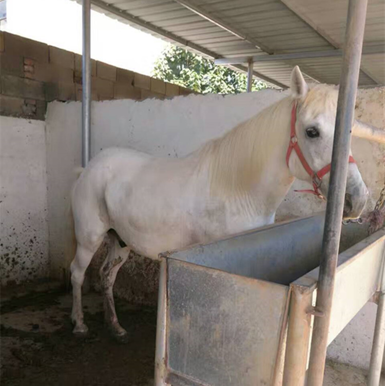 出售骑乘活体马匹 蒙古马 伊犁马 马 马活体养殖场