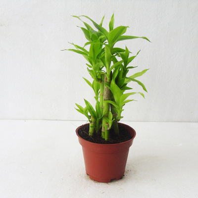 【基地直销】室内观叶植物小盆栽净化空气绿植盆景(a90)金竹塔