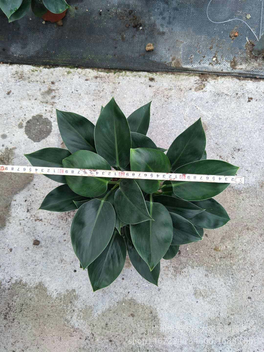 植物小盆栽_基地批发室内观叶花卉 110#绿公主绿钻