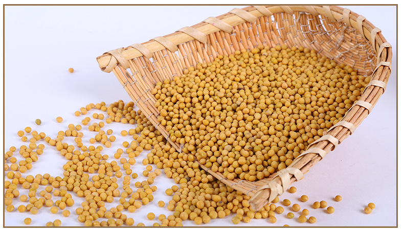 现货供应秋黄芽豆 批发690小金黄珍珠粒芽豆 农家生芽黄芽豆41kg