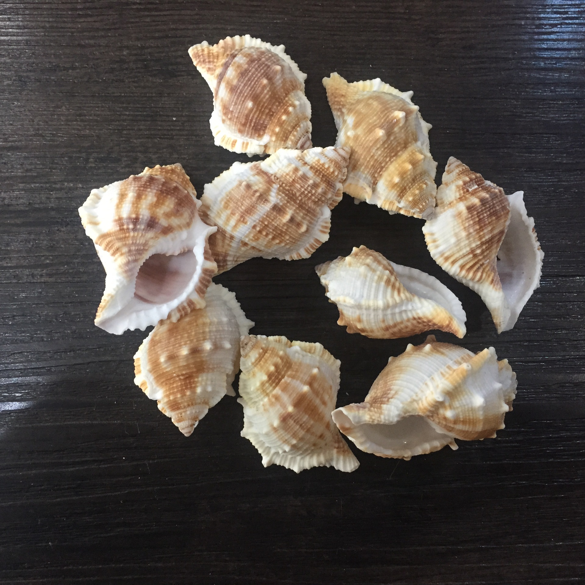 圣诞用品配件 扁刺螺 海参螺 鱼缸水族箱装饰 亚马逊供应商