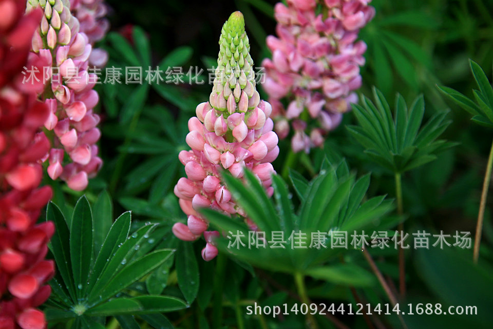 草花种子 鲁冰花种子 花卉 羽扇豆种子 1件=1斤