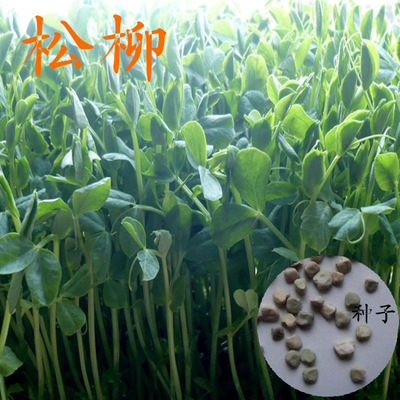 2015年新上市松柳种子 三角豌豆种100g 无土栽培松柳芽苗菜种子