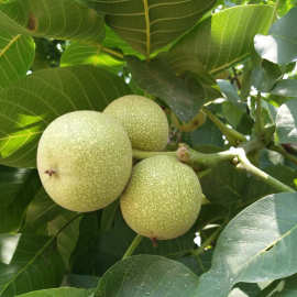 种植园直销 3公分核桃树 香玲价格优惠 品种多样核桃树