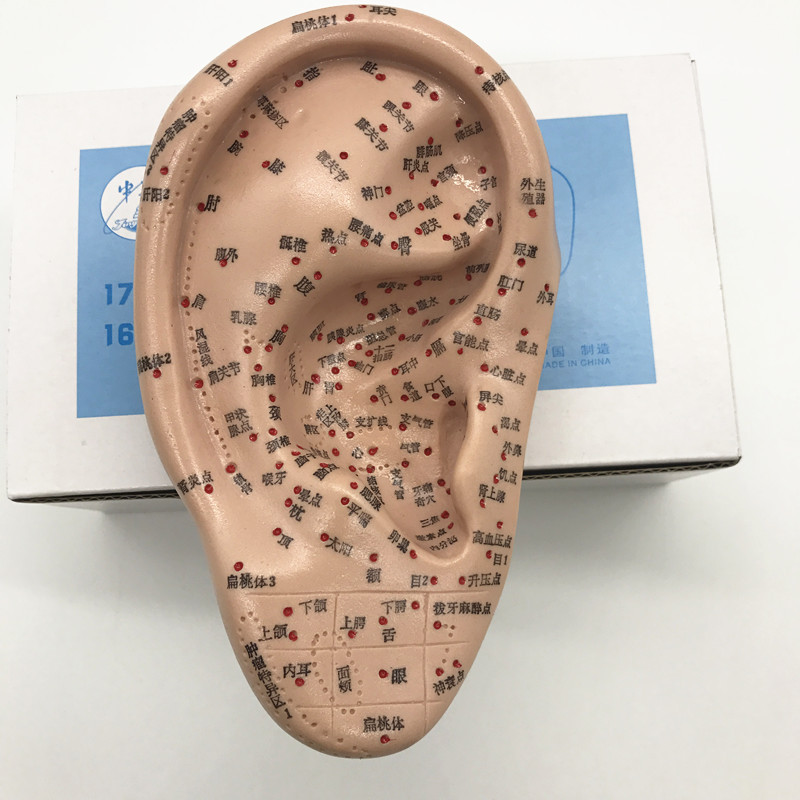 清晰上海经络通人体针灸穴位模型针灸耳针穴模型耳模16cm耳朵批发