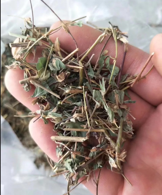 供应中药材 鸡眼草 冷背 掐不齐 人字草 鸳鸯草 夜关门 瞎眼草