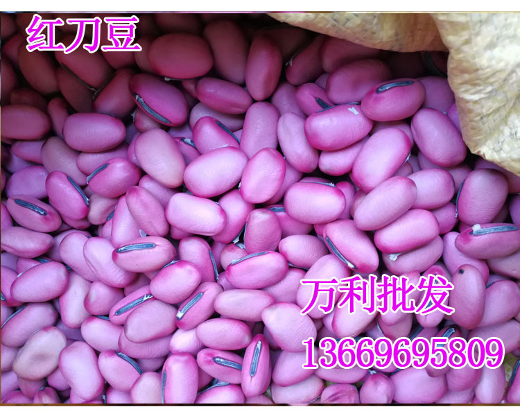 红刀豆新货红豆 巴西豆魔豆刀巴豆大刀豆刀豆刀鞘豆 关刀豆马刀豆