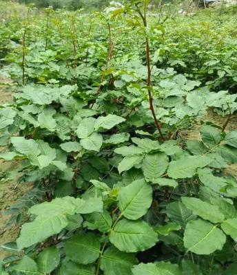 金权无刺花椒树苗 陇南大红袍花椒树苗武都特级花椒树苗