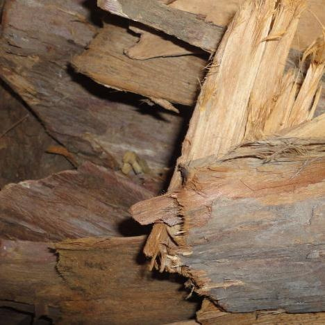 红豆杉 树皮 红木杉 红豆杉 中草药材批发 1000g克