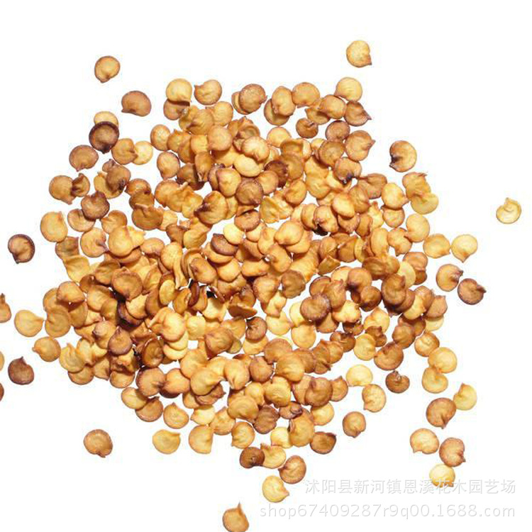 基地批发朝天椒种子 辣椒种籽 线椒蔬菜种子蔬菜种子量大批发