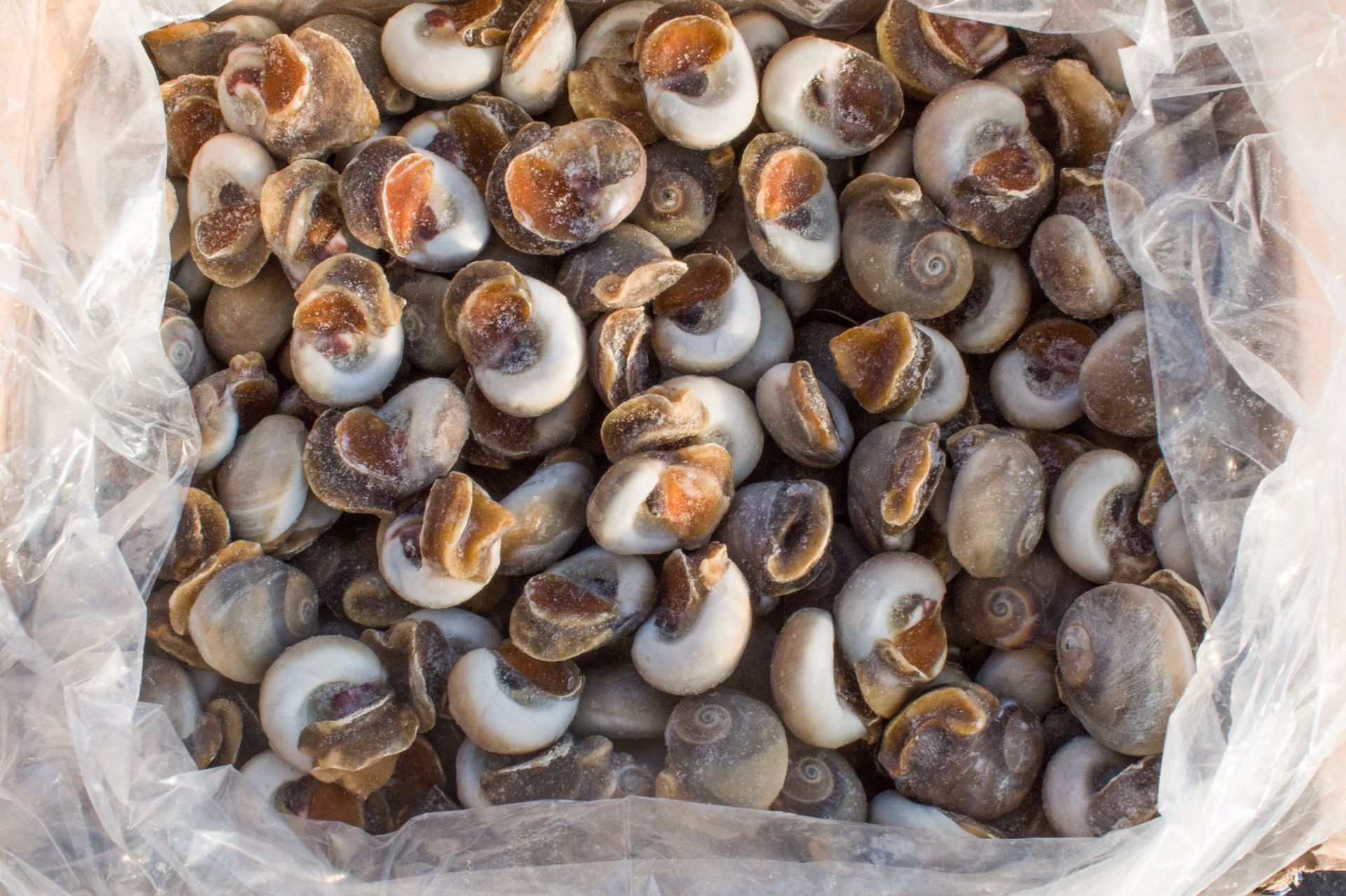 丹东海鲜批发冷冻香螺玉螺肚脐螺12冰衣规格齐全厂家直销