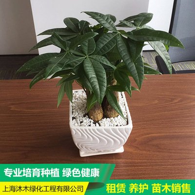 上海办公室租赁 租摆室内绿化盆栽植物花卉盆景植物租赁-租摆