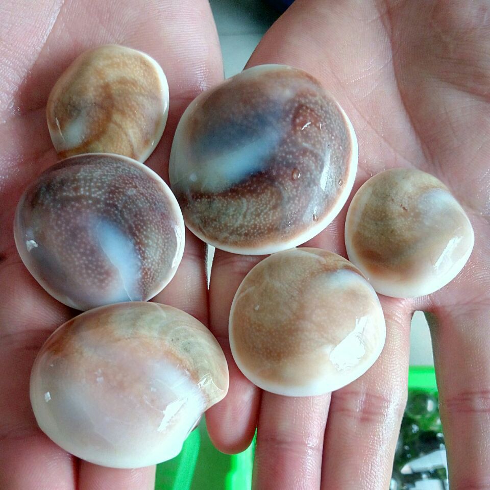 天然化石贝壳 太阳贝 diy 室内装潢 鱼缸 花盆装饰用品 源头货源