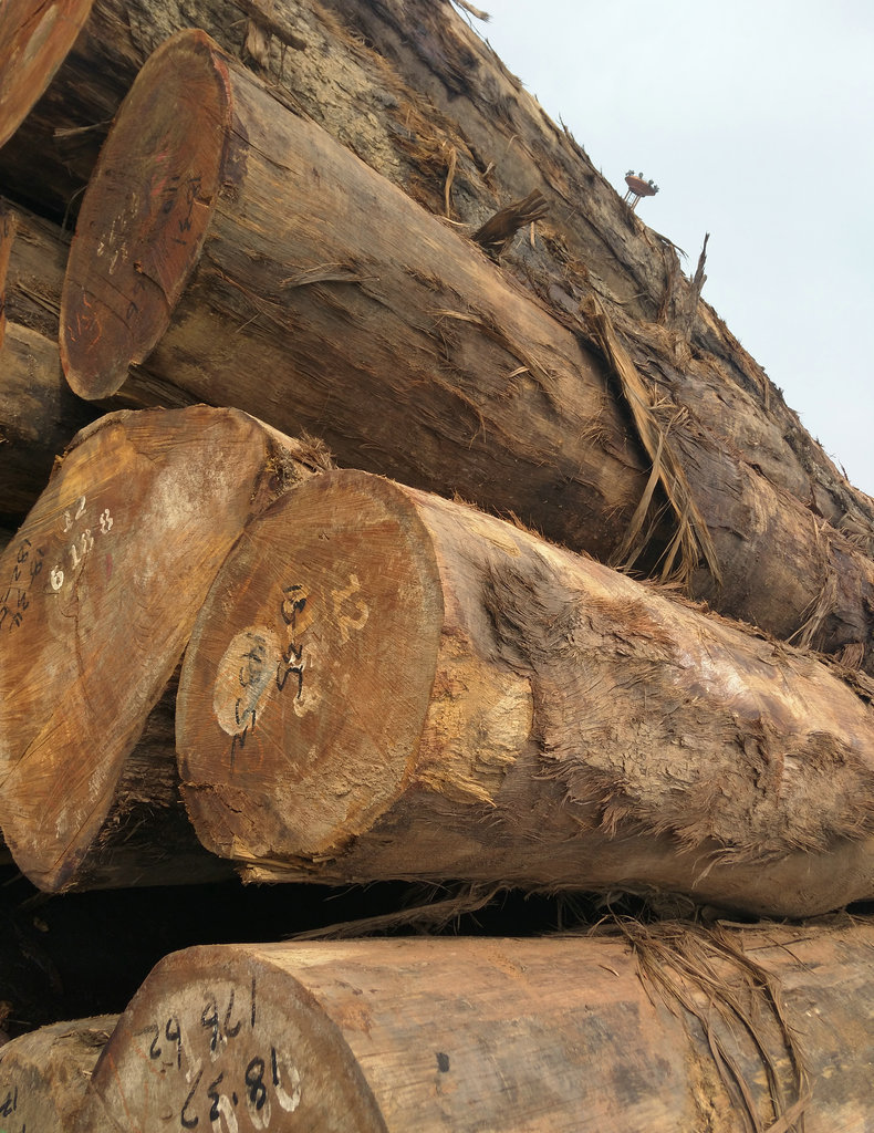 非洲大径巴蒂黄檀木 进口巴帝原木工程用材 高品质黄檀黄花梨原木