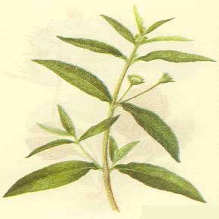 墨旱莲提取物10:1 厂家现货供应 多规格 欢迎来电咨询