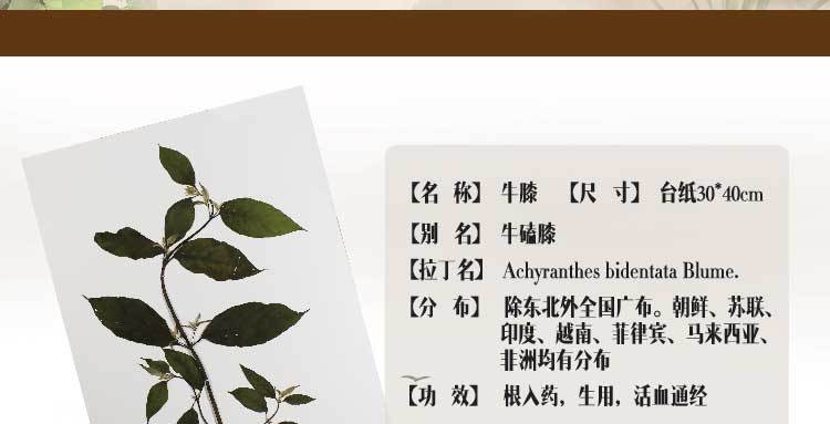 店长首推包邮原植物腊叶标本不带框有台纸中草药植物标本蜡叶标本