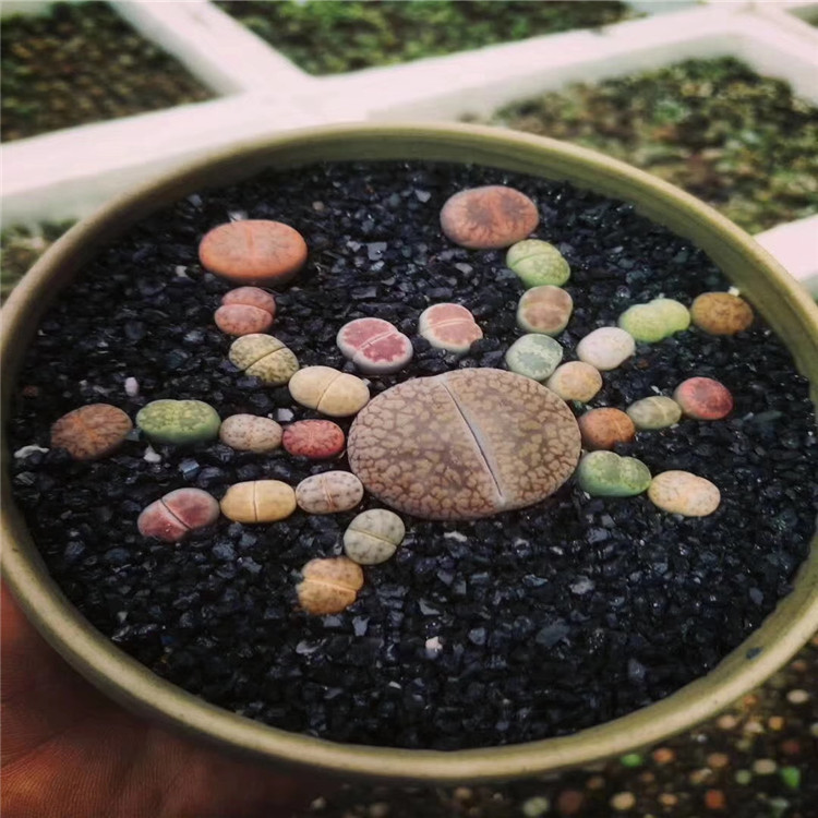 多肉植物生石花组合拼图 生石花大闸蟹 蜻蜓造型屁屁花连盆土发货