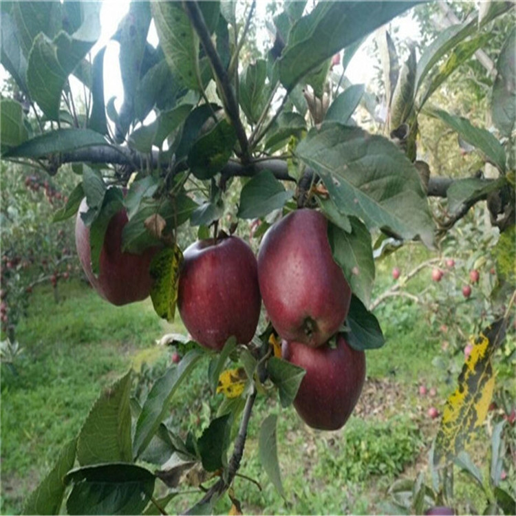 美国蛇果苹果苗价格 哪里有卖蛇果苹果苗 长果形 脆甜