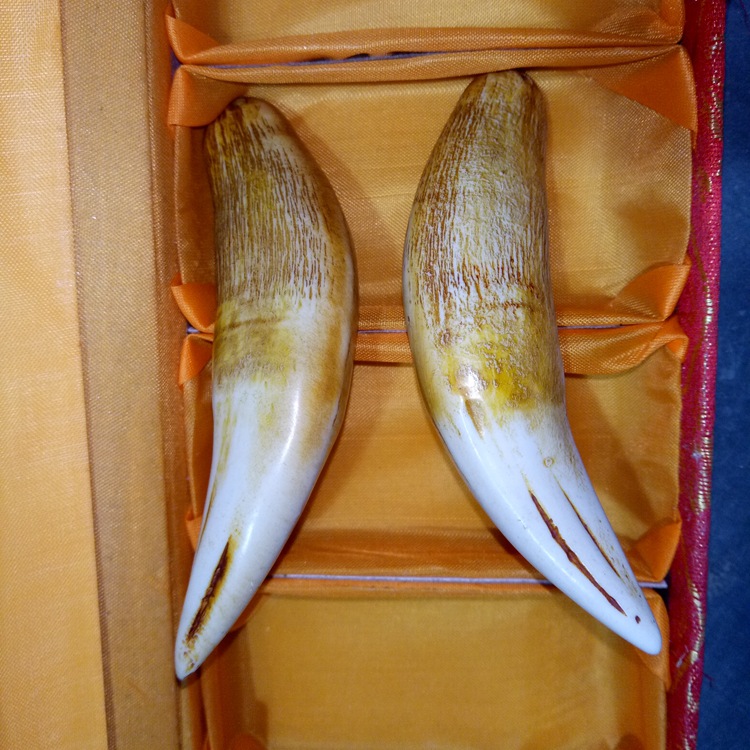 高仿老虎牙吊坠 批发仿真工艺品 骨粉合成仿真虎牙挂件