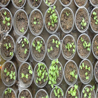 阳台种菜果蔬种子 青菜上海青种子 庭院菜籽 绿色易种植菜种 白菜