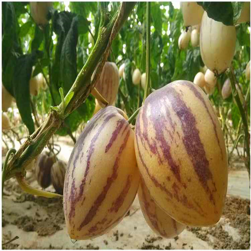 人参果大果5斤装清香型甘肃民勤果园直供一件代发包邮