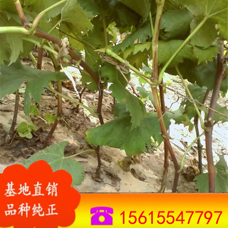 湖南果树苗基地 大量批发 葡萄种苗 辽峰葡萄树苗 葡萄苗价格