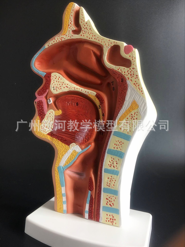 正常鼻腔实拍展示