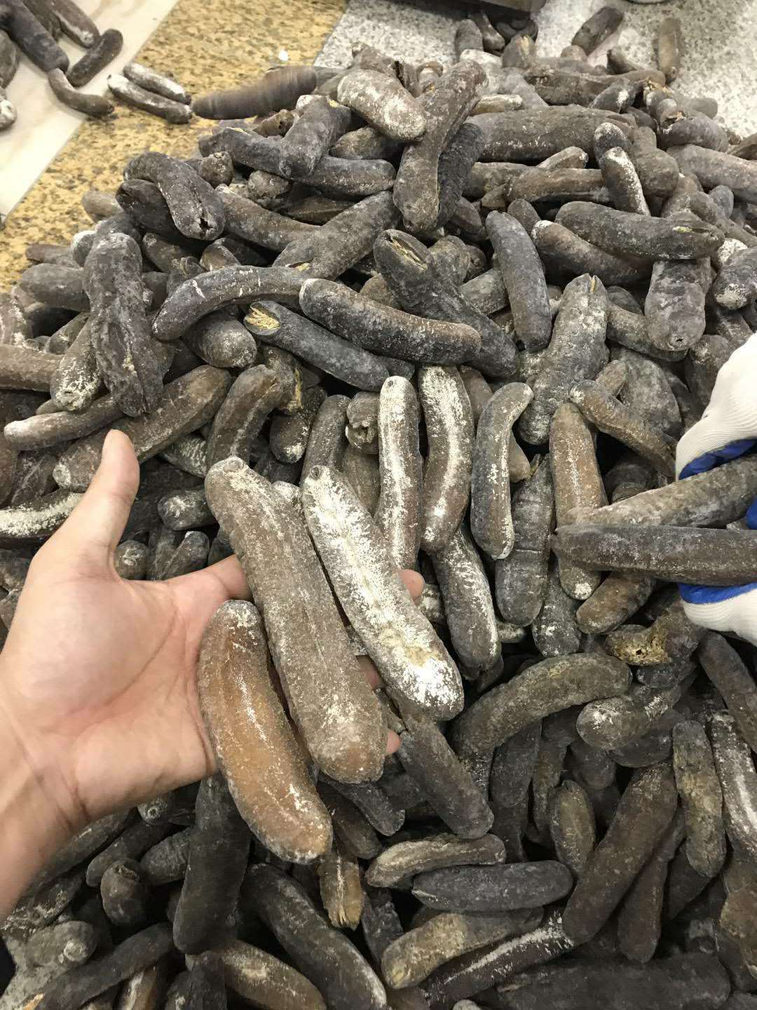 今天公布货源 光秃参海参 足干 无烂 5-6头￥650