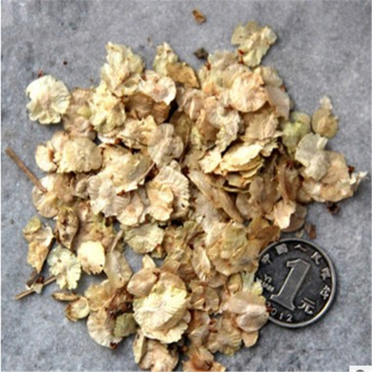 林木种子 榆树种子 白榆种子 家榆 榆钱树种子 金叶榆 榔榆