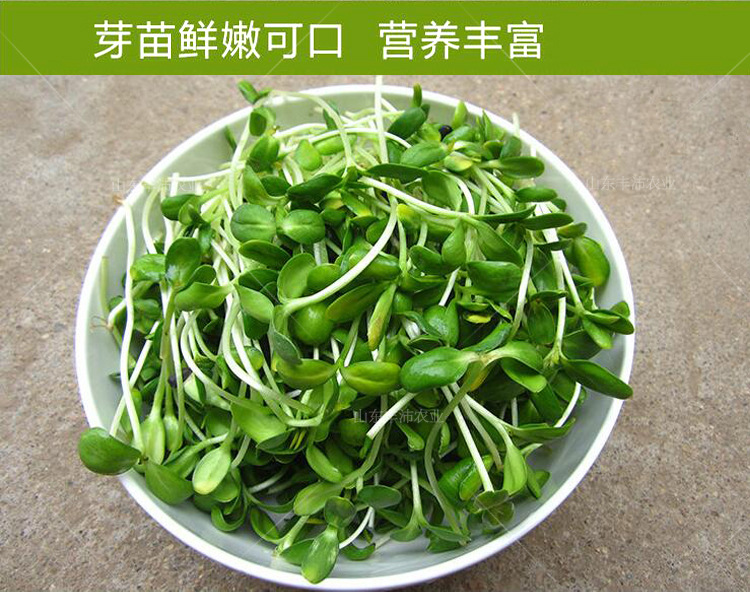 小油葵芽苗菜种子葵花籽小瓜子冬季生豆芽鸽粮宠物粮榨油蔬菜种孑