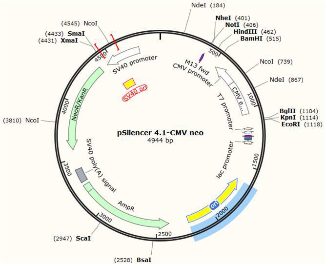 psilencer 4.1-cmv neo shrna载体 质粒