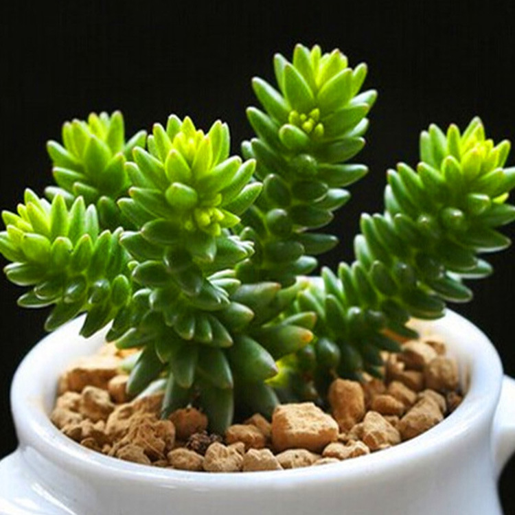 白花小松夏季无花绿色多肉冬季叶尖逐渐变红办公桌绿植