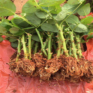 昆明基地批发 小玫瑰花苗 裸根花卉苗木 绿化工程观赏月季种苗