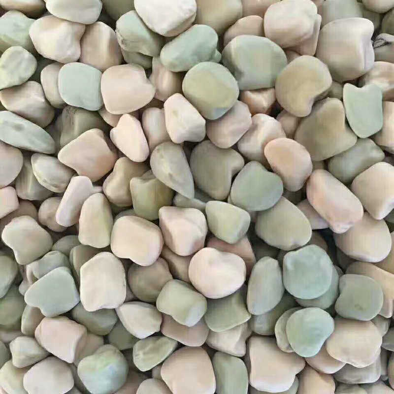 批发供应甘肃产新鲜三角豆豌豆 无破瓣无虫害饱满农场供应