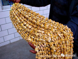 青海特产野生黄蘑菇青海祁连黄磨菇 黄菇 钉子菇 野生黄磨菇原