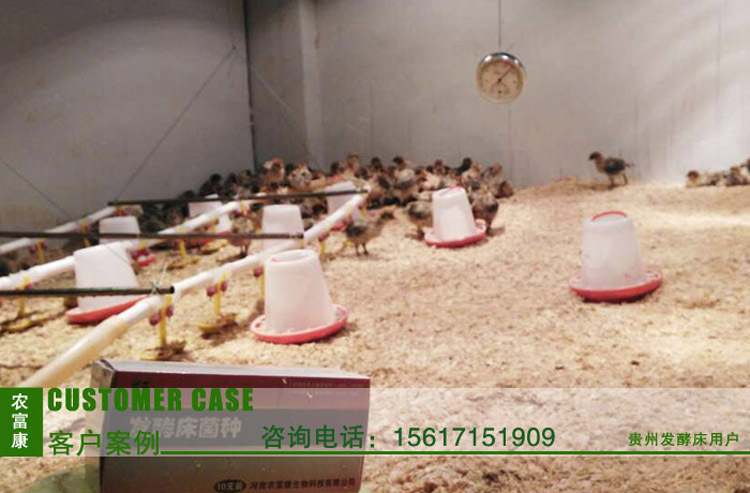 贵州发酵床养鸡2
