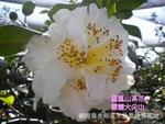 陕西省花