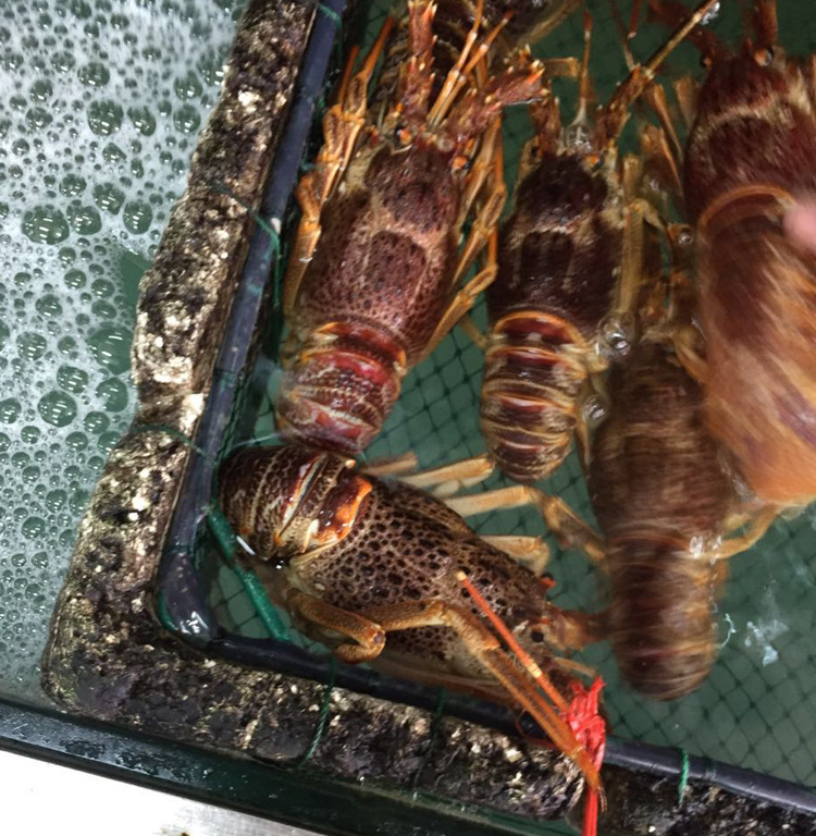 现货批发 冷冻南非龙虾200-400g/只 野生龙虾 酒店餐饮专供