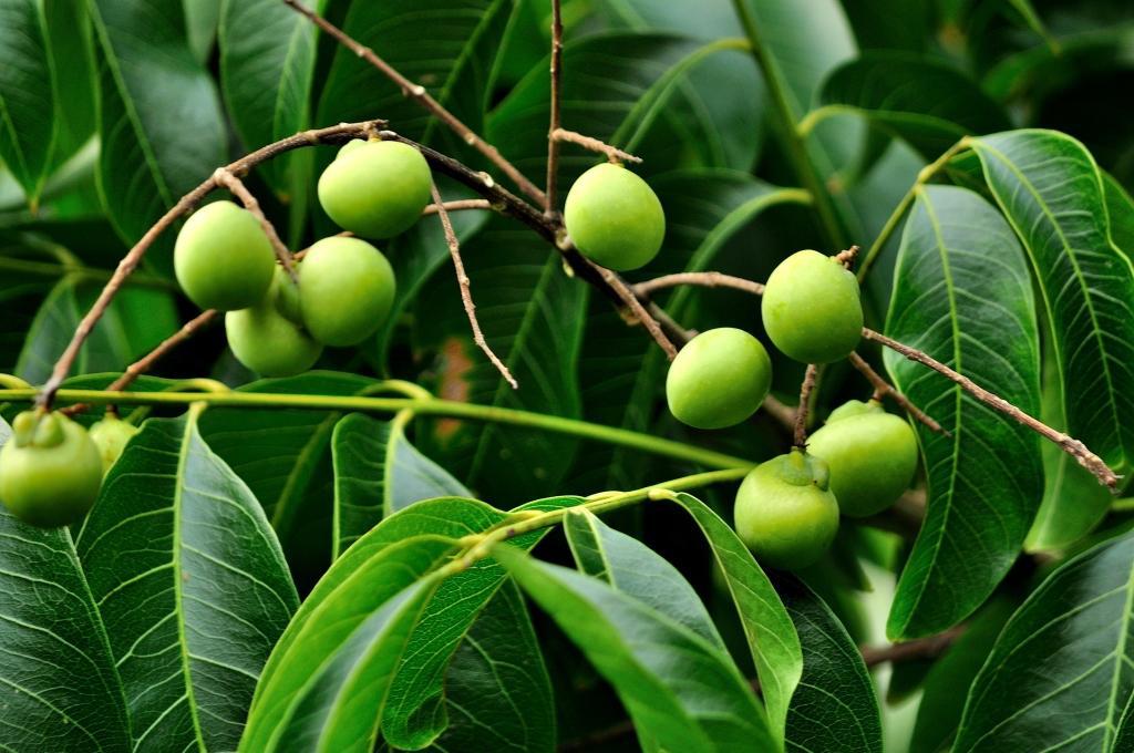 天然无患子提取物无患子皂苷无患子粉洗涤日化用品原料