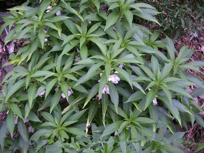 德丰批发供应优质 凤仙透骨草 别名 透骨草 凤仙花梗 凤仙花秸