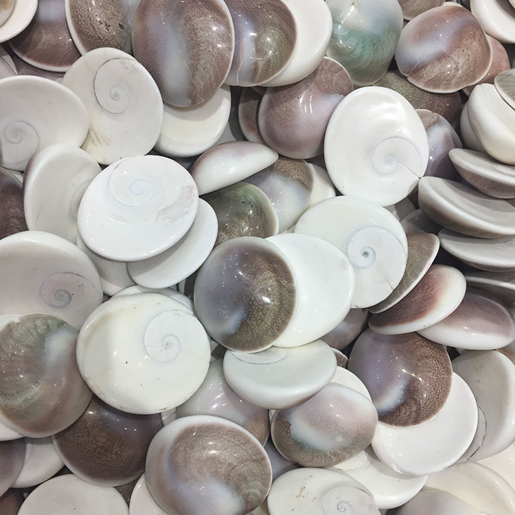 马达加斯加太阳贝 菊石水云母贝壳扇贝古 古生物化石 古动物化石