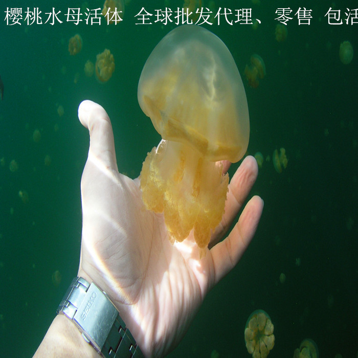 赤月水母 火箭水母 小海哲 人工养殖水母 全球批发,代理
